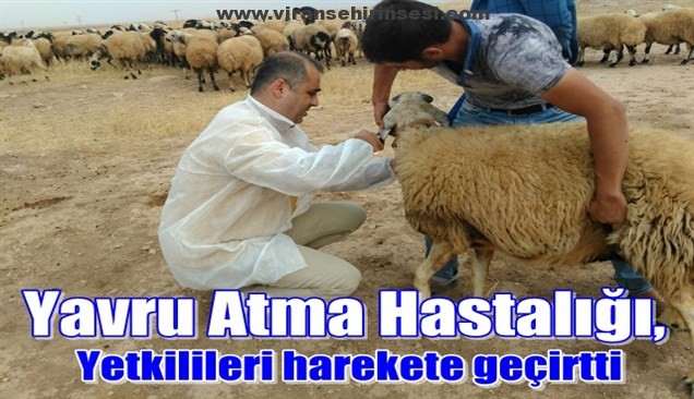 Yavru Atma Hastalığı, Yetkilileri harekete geçirtti