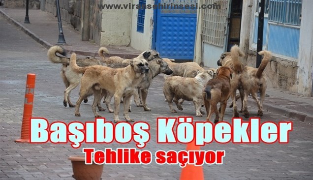 Başıboş Köpekler Tehlike saçıyor