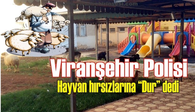 Viranşehir Polisi çalıntı 8 adet küçükbaş hayvan ele geçirdi