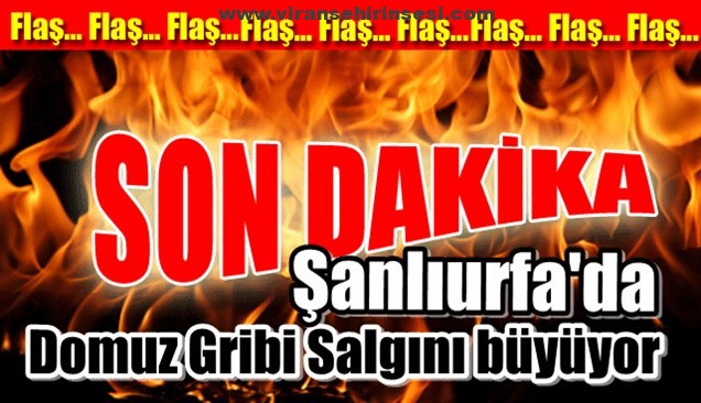 Şanlıurfa’da Domuz Gribi Salgını büyüyor