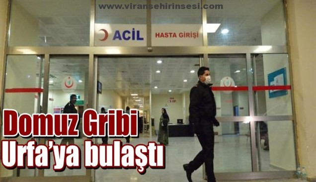 Domuz Gribi Urfa’ya bulaştı