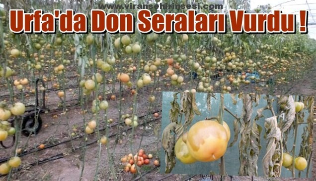 Urfa’da Don Seraları Vurdu !