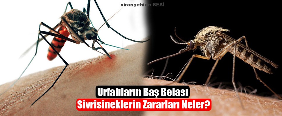 Urfalıların Baş Belası Sivrisineklerin Zararları Neler?