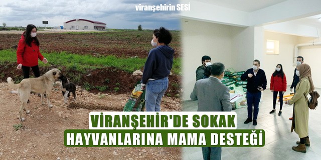 Viranşehir Kaymakamlığından Sokak Hayvanlarına Mama Desteği