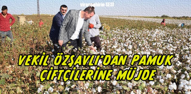 Vekil Özşavlı’dan Pamuk Çiftçilerine Müjde